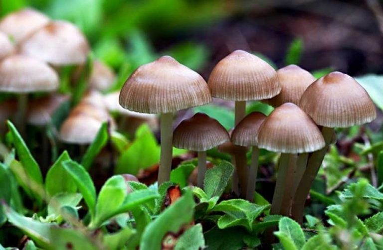 बिषालु च्याउ खाँदा रोल्पामा तीन आमाछोरीको मृत्यु