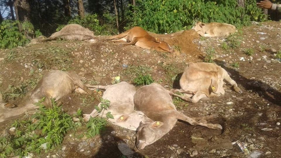 झन्डै तीन सय गाई भीरबाट खसालियो, २२ मरे अरू घाइते