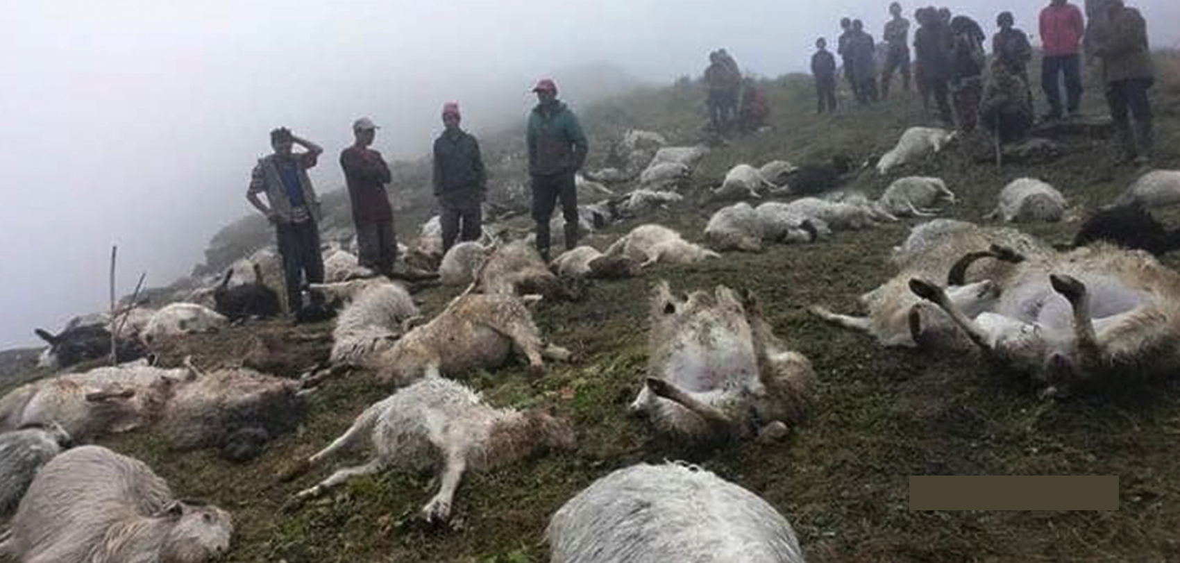 चट्याङ लागेर जुम्लाको पाटन क्षेत्रमा २५० भेडा मरे