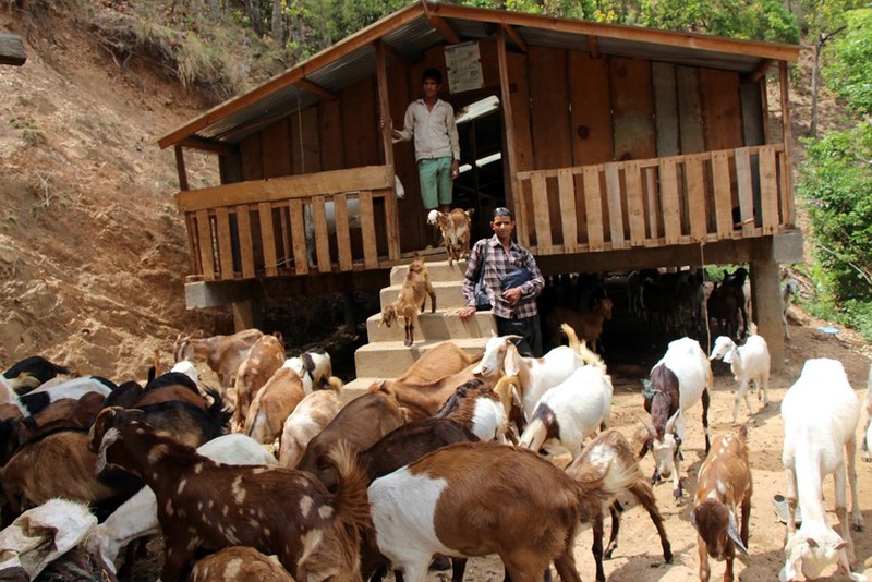 सल्यानमा फस्टाउँदै बाख्रा पालन व्यवसाय, वार्षिक ४६ करोड रुपैयाँको बिक्री