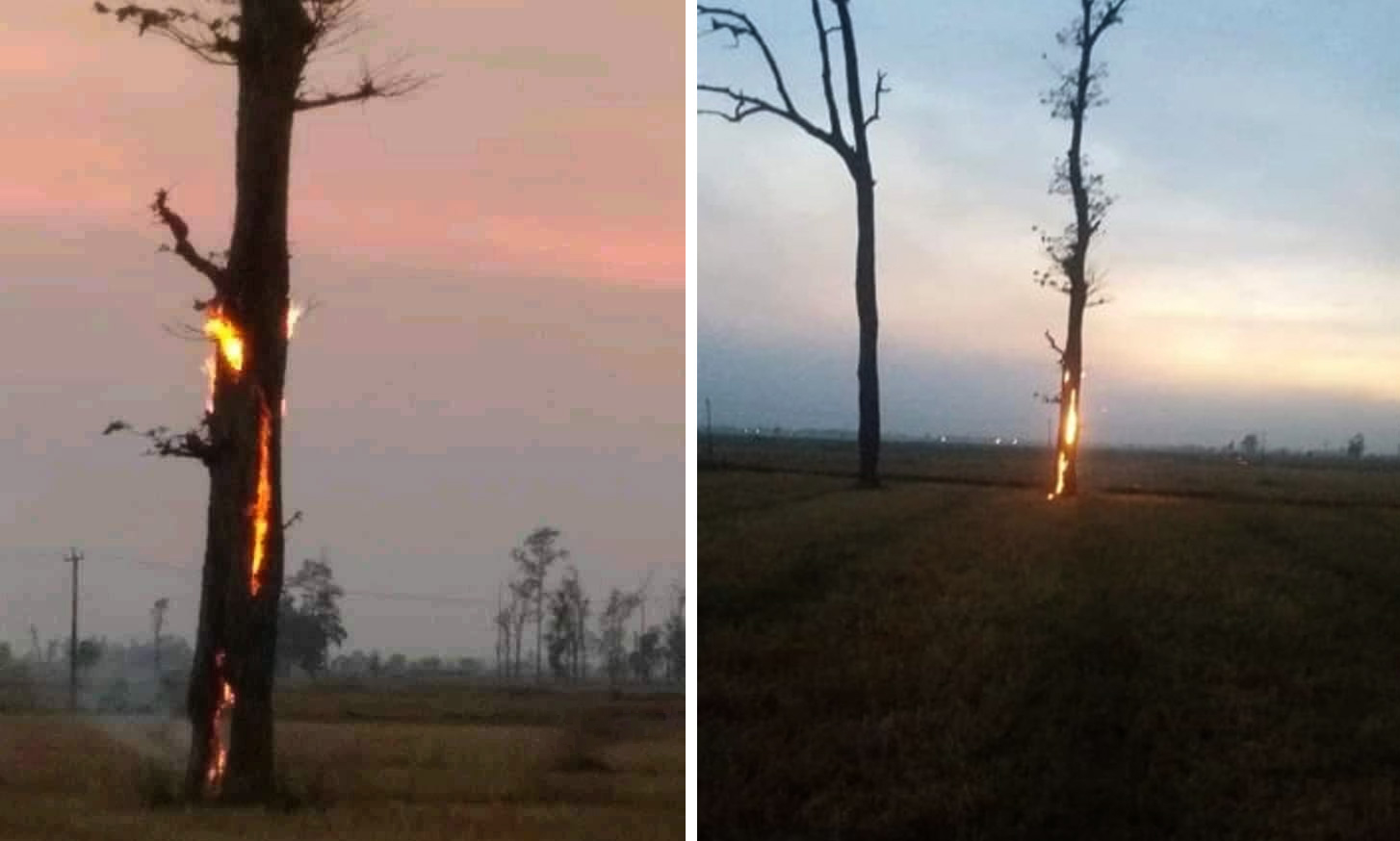 चट्याङ बज्रिएपछि यसरी दनदनी जल्याे एउटा रूख