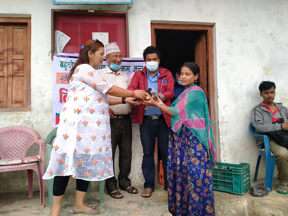 त्रिवेणी गाउँपालिकाद्धारा सुनौलो हजार दिनका ६ सय आमालाई  कुखुरा वितरण