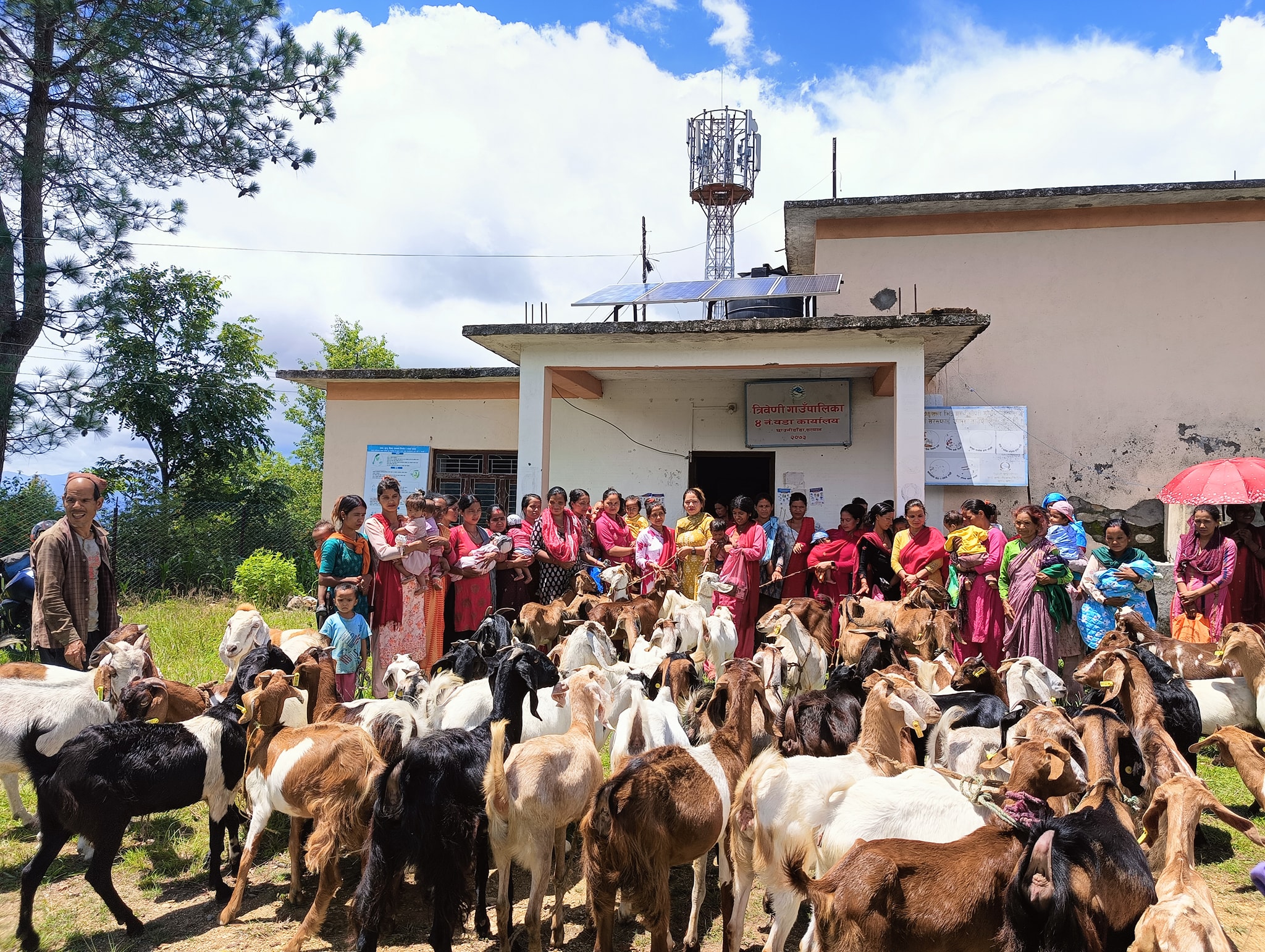 त्रिवेणी गाउँपालिकामा सुनौला हजार दिनका २८ आमाहरूलाई ५६ वटा बाख्रा बितरण